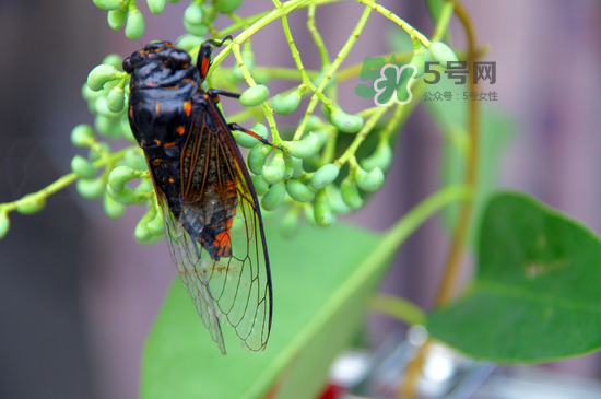 金蟬什么時(shí)候最多？金蟬什么時(shí)候沒有？