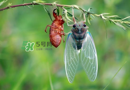 金蟬什么時(shí)候最多？金蟬什么時(shí)候沒有？