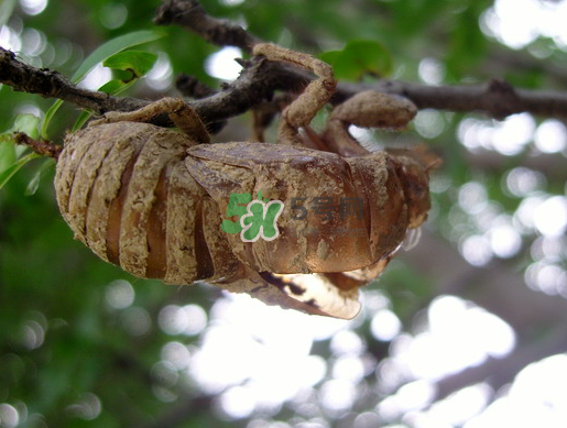 金蟬殼多少錢一斤？金蟬殼價(jià)格