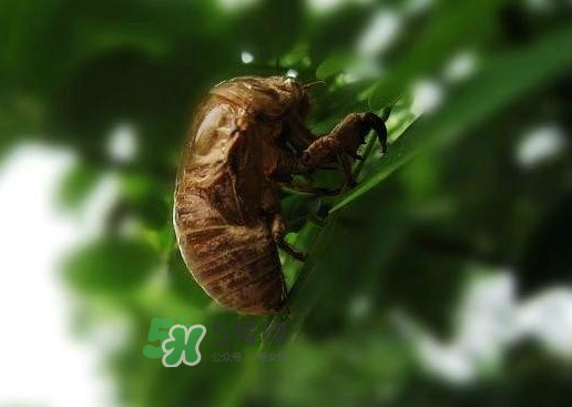 金蟬殼多少錢一斤？金蟬殼價(jià)格