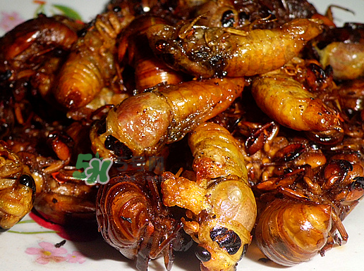 知了龜多少錢一斤？知了龜多少錢一個？