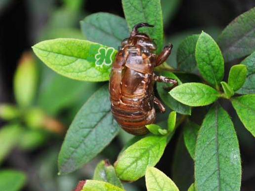 知了龜多少錢一斤？知了龜多少錢一個？