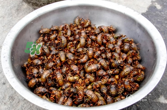 知了龜多少錢一斤？知了龜多少錢一個？