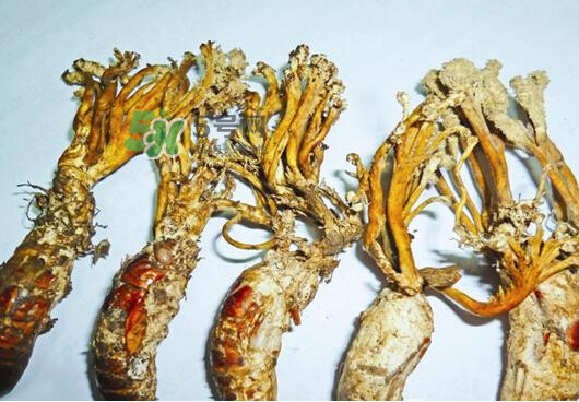 知了花多少錢(qián)一斤？野生知了花多少錢(qián)一斤2017？