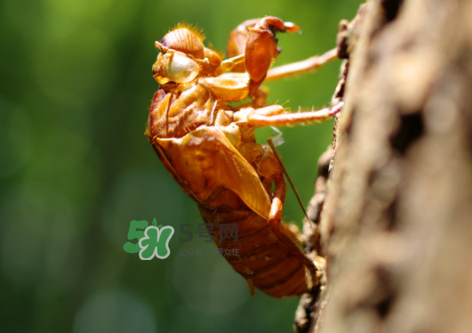 知了殼能泡水喝嗎？知了殼煮水治什么？