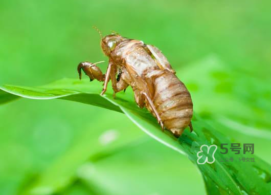 知了殼能泡水喝嗎？知了殼煮水治什么？
