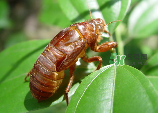 知了殼能泡水喝嗎？知了殼煮水治什么？