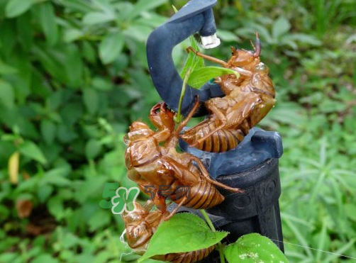 知了殼有什么藥用價值？知了殼的功效與作用