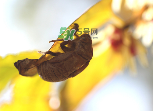 知了殼有什么藥用價值？知了殼的功效與作用