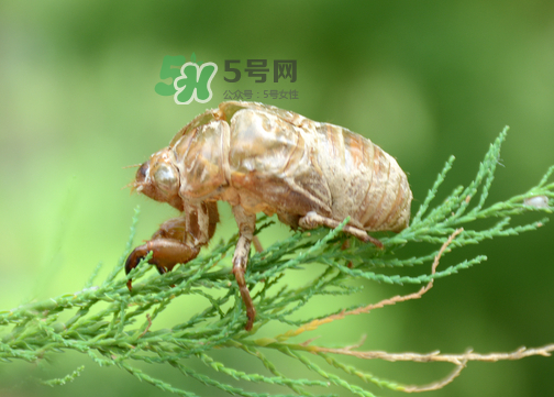 知了殼有什么藥用價值？知了殼的功效與作用