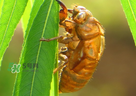 蟬蛻多少錢一斤2017？蟬蛻的功效與作用