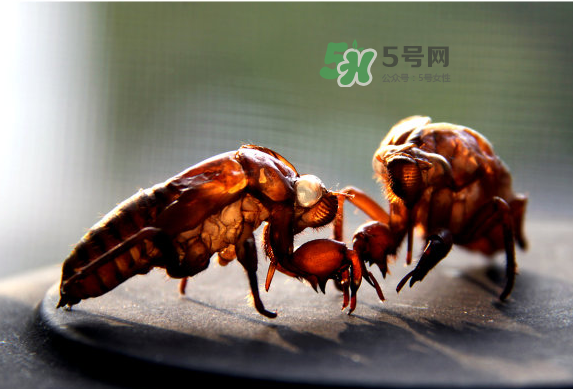 蟬蛻多少錢一斤2017？蟬蛻的功效與作用