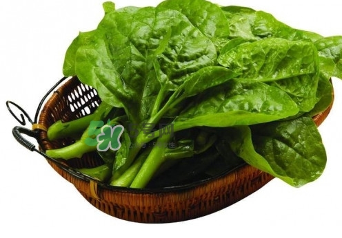 木耳菜是什么菜？木耳菜對(duì)人有哪些好處？