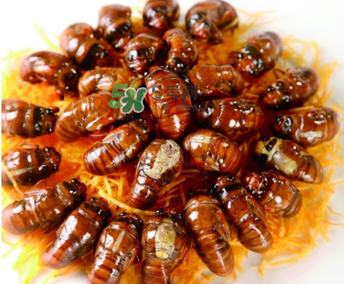 ?知了哪個部位可以吃？?知了哪個部位不能吃？