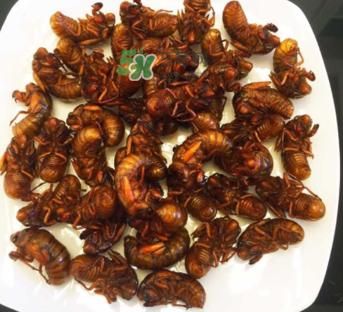 ?知了哪個部位可以吃？?知了哪個部位不能吃？