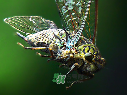 知了為什么夏天會(huì)叫？知了為什么一直叫？