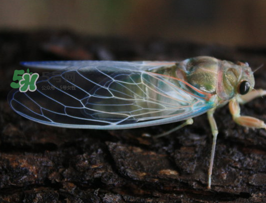 知了為什么夏天會(huì)叫？知了為什么一直叫？