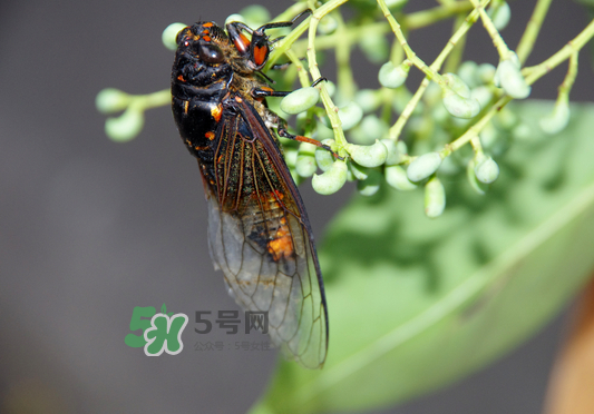 知了為什么夏天會(huì)叫？知了為什么一直叫？