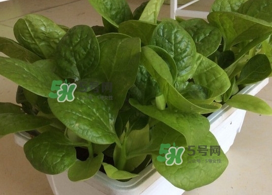 木耳菜怎么清洗？木耳菜怎么擇？