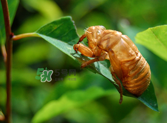 知了殼能能吃嗎？知了殼怎么吃？