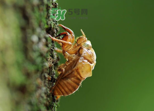 知了殼能能吃嗎？知了殼怎么吃？