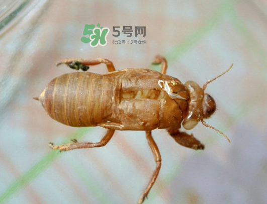 知了殼能能吃嗎？知了殼怎么吃？