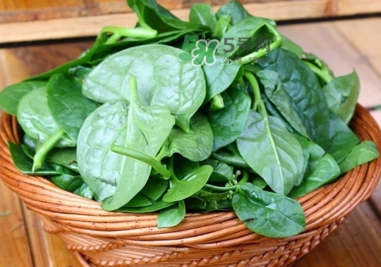 木耳菜是什么季節(jié)的菜？木耳和木耳菜有區(qū)別嗎