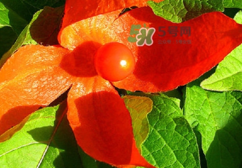 菇娘能多吃嗎？菇娘有什么營養(yǎng)價(jià)值