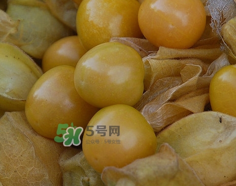 黃菇娘幾月種植？黃菇娘的種植注意事項(xiàng)