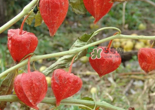 菇娘果皮有用還是果實有用？紅菇娘泡水喝用皮還是用果