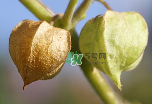 菇娘是寒性還是熱性？菇娘是哪里產(chǎn)的