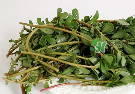 螞蟻菜怎么曬干_螞蟻菜曬干后怎么吃 螞蟻菜怎么曬干_螞蟻菜曬干后怎么吃