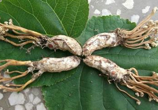 知了花多少錢一斤？野生知了花多少錢一斤2017？