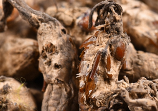 野生金蟬花多少錢一只？野生金蟬花價(jià)格