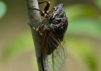 知了為什么夏天會叫？知了為什么一直叫？