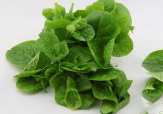 木耳菜可以生吃嗎？木耳菜可以涼拌嗎