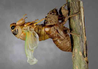 金蟬為什么要脫殼？金蟬什么時(shí)候脫殼？