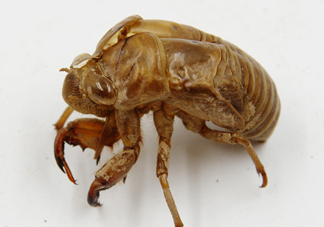 知了殼能泡水喝嗎？知了殼煮水治什么？