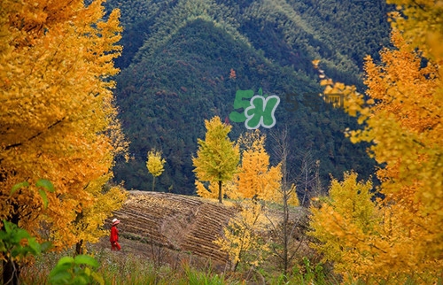 9月份去浙江穿什么？九月份去浙江穿什么衣服