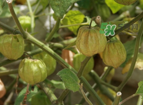 菇娘能多吃嗎？菇娘有什么營養(yǎng)價(jià)值