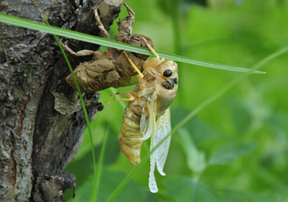 金蟬什么時(shí)候最多？金蟬什么時(shí)候沒有？