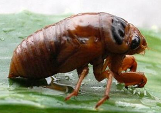 金蟬養(yǎng)殖需投資多少錢？養(yǎng)殖金蟬一畝收多少錢？