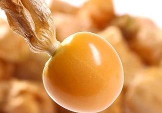 黃菇娘幾月種植？黃菇娘的種植注意事項(xiàng)