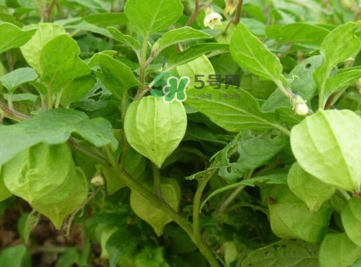 菇娘能多吃嗎？菇娘有什么營養(yǎng)價(jià)值