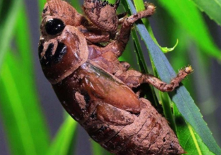 金蟬晚上幾點(diǎn)出來？金蟬為什么晚上出來？