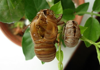 金蟬殼多少錢一斤？金蟬殼價(jià)格