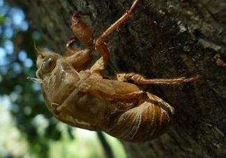 金蟬為什么這么貴？野生金蟬和養(yǎng)殖金蟬的區(qū)別