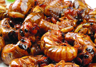 金蟬不能和什么一起吃？金蟬哪些人不能吃？