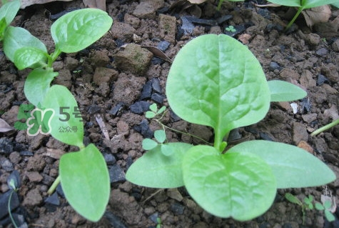 木耳菜和什么食物相克？木耳菜不能和什么一起吃