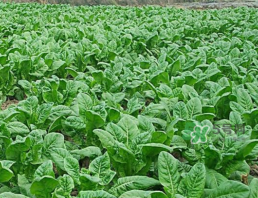 九月份可以種什么蔬菜？九月份適合種植什么蔬菜？